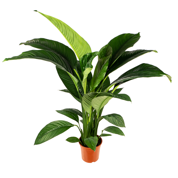 Top 5 kamerplanten met blad | Flora