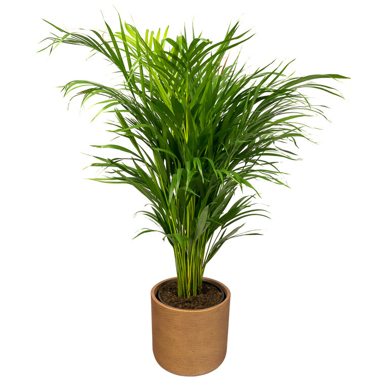 Nieuwe betekenis haak En team Verzorging Areca palm (Goudpalm) - Flora Fashion