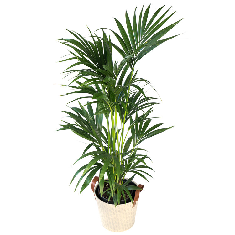 Palm soorten voor in huis Flora Fashion
