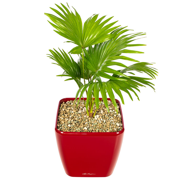 salami gevoeligheid Detective 8 Palm soorten voor binnen in huis | Flora Fashion