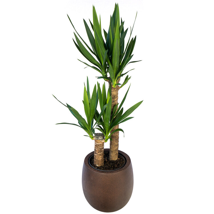Palm soorten voor in huis Flora Fashion