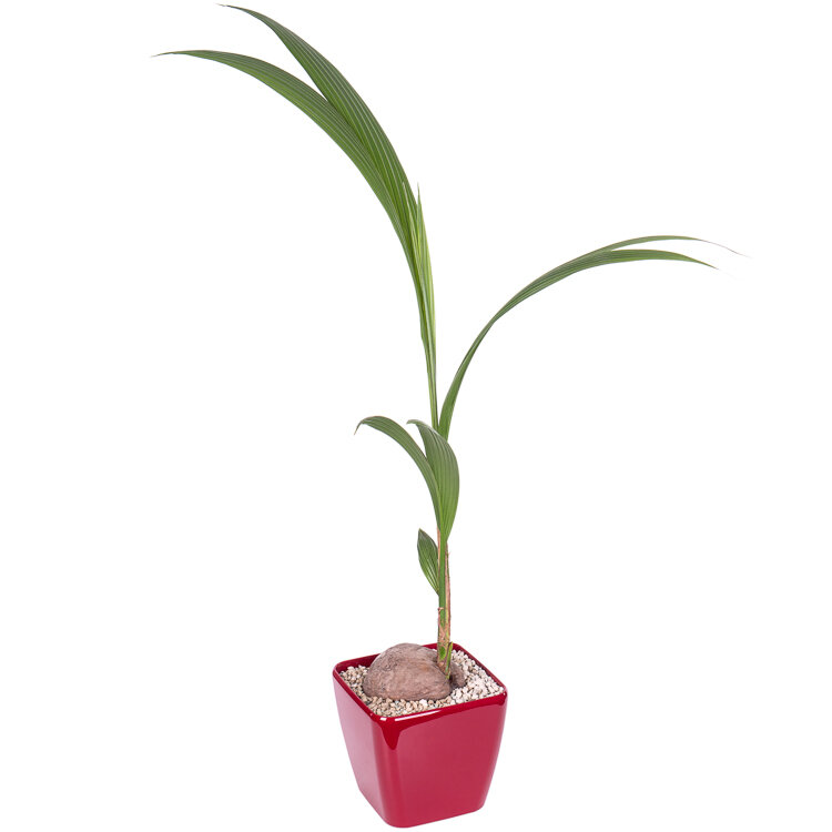 Kokospalm (Cocos Nucifera) kopen? | Flora