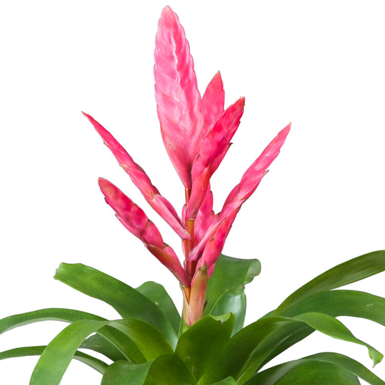Onze top 5 roze kamerplanten bloem | Fashion