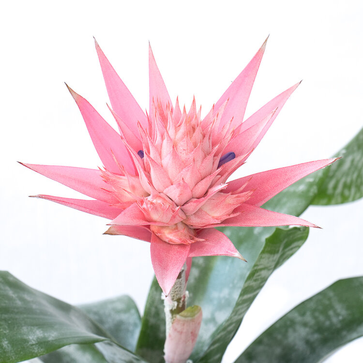 opleggen Orkaan koud Onze top 5 roze kamerplanten met bloem | Flora Fashion