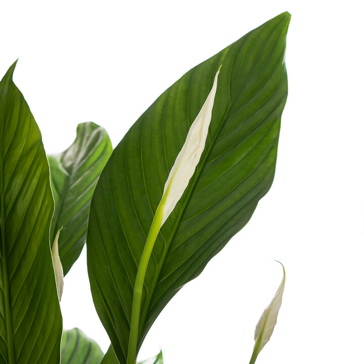 Mitt Premisse ozon Verzorgingstips Spathiphyllum (Lepelplant) | Flora Fashion