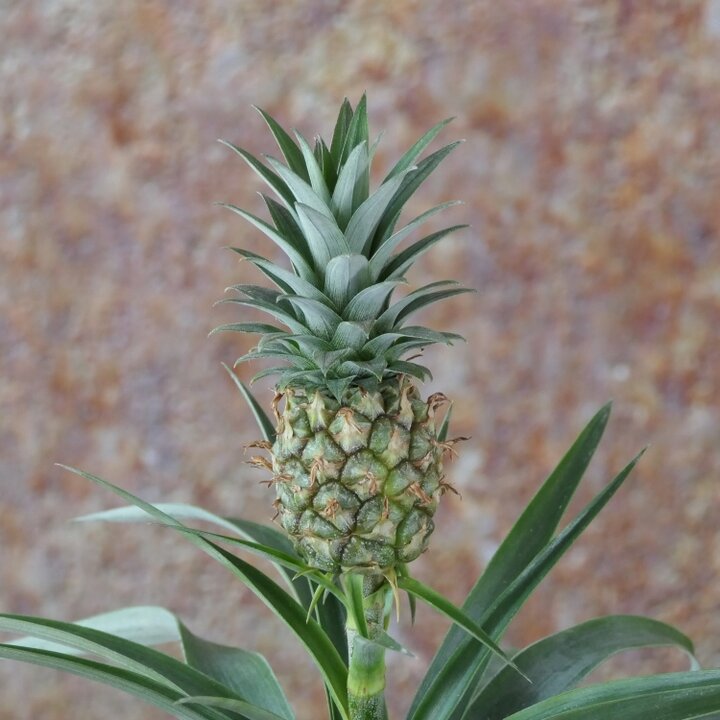 Verzorging Ananasplant - Flora