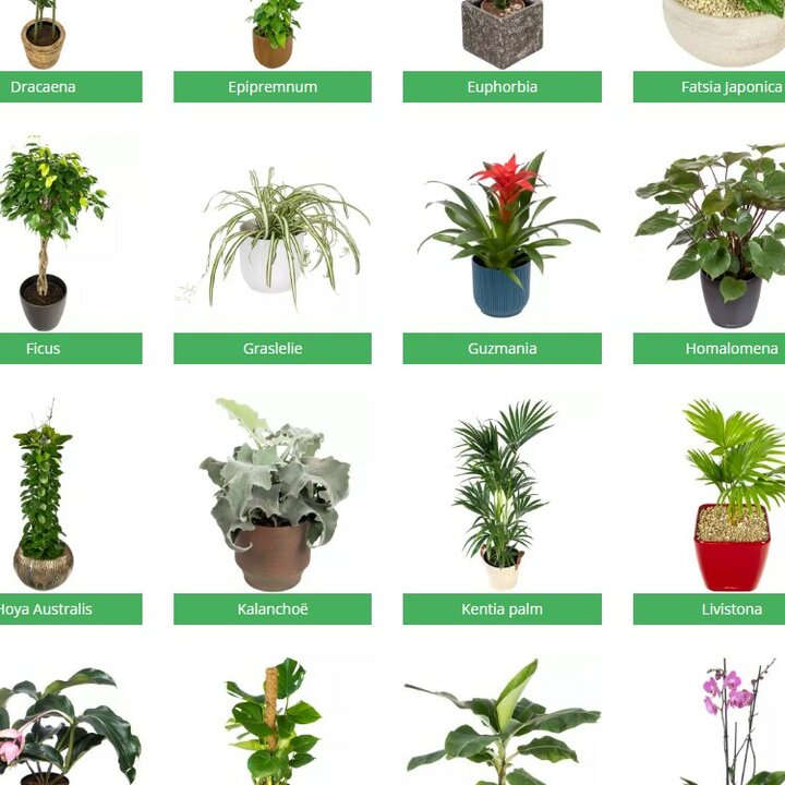 Getand Bot Bijdrage Welke kamerplant heb ik? | Flora Fashion