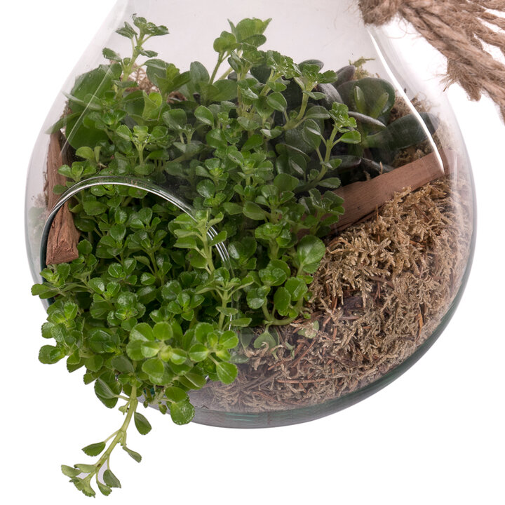 deze Haas Mentaliteit Planten terrarium (Ecosysteem) kopen? | Flora Fashion