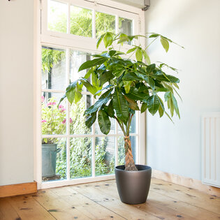 slang Chromatisch Meander Top 10 grote kamerplanten voor thuis of op kantoor | Flora Fashion
