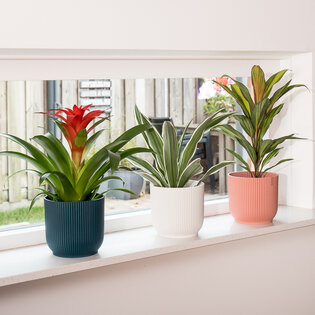 Hoopvol Als reactie op de Een effectief De leukste kamerplanten voor in je vensterbank | Flora Fashion
