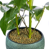 Plant met Zeoponic professionele grond