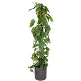 Philodendron Scandens in luxe pot