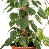 Philodendron Scandens kamerplant