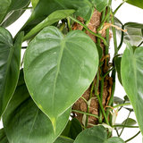 Philodendron Scandens mosstok