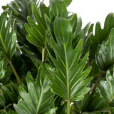 Philodendron Xanadu blad