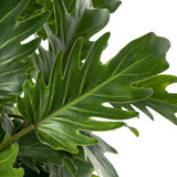 Philodendron Xanadu kamerplant