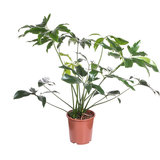 Philodendron Green Wonder 