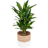 Dracaena Janet Lind in mand