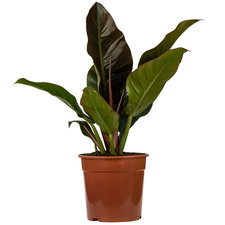 Philodendron Imperial Red 60 cm Ø24
