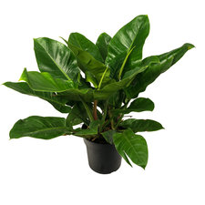 Philodendron Imperial Green 60 cm Ø24