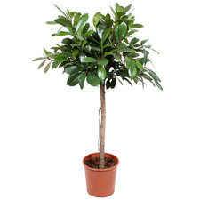 Ficus Cyathistipula 140 cm Ø30
