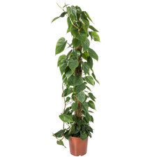Philodendron Scandens 150 cm Ø27