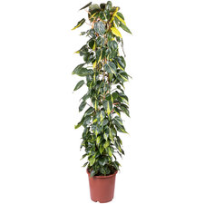 Philodendron Scandens Brasil 160 cm Ø27