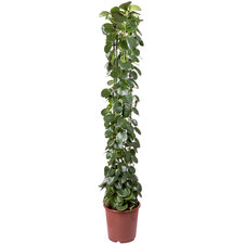 Cissus Rotundifolia 160 cm Ø27
