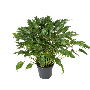 Philodendron Xanadu 60 cm 