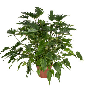 Philodendron Xanadu 50 cm 